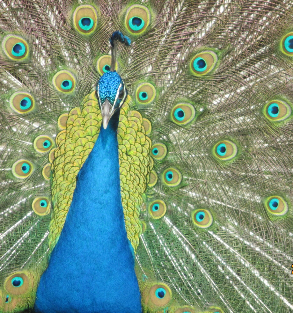 Hypnose